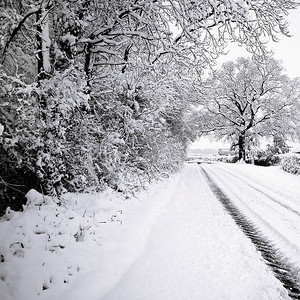 雪摄影照片_积雪覆盖的树木排列在道路两旁