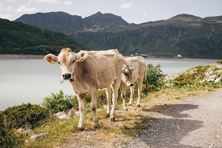 湖边和山脉边的牛看着相机帕特宁奥地利沃拉尔贝格