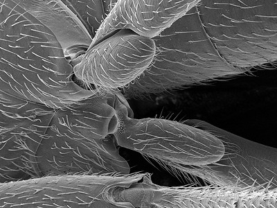 扫描电子显微镜摄影照片_金龟科腿部基座扫描电子显微镜