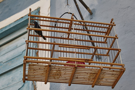 挂在屋外的鸟笼里的鸟古巴