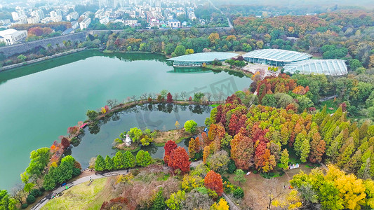 航拍南京秋景中山植物园前湖秋景