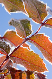 雪枫叶摄影照片_被雪覆盖的树叶