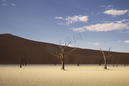 土盘上的枯树索苏夫莱国家公园纳米比亚