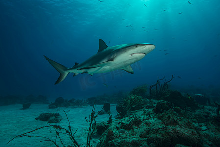 巴哈马老虎海滩海底礁鲨游泳的水下景观