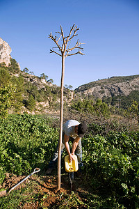 植树背景摄影照片_西班牙的有机农场植树