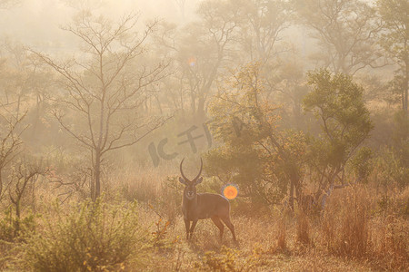 雄性水鹿在日落时克鲁格国家公园南非