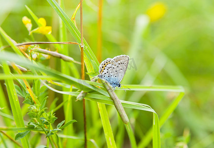 一只蓝蝴蝶摄影照片_普通蓝蝴蝶在长草上的特写