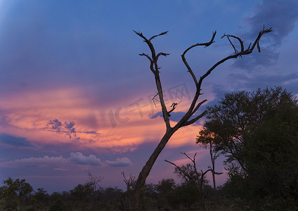 黄昏的剪影树奥卡万戈三角洲乔贝国家公园博茨瓦纳非洲
