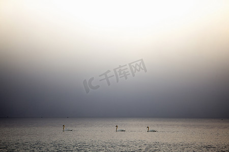 淡山水摄影照片_意大利皮埃蒙特斯特雷萨马焦雷湖上的三只天鹅