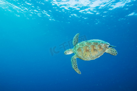 在西巴丹岛游泳的鹰嘴龟