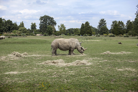 犀牛在田野中吃草科茨沃尔德野生动物园英国牛津郡伯福德