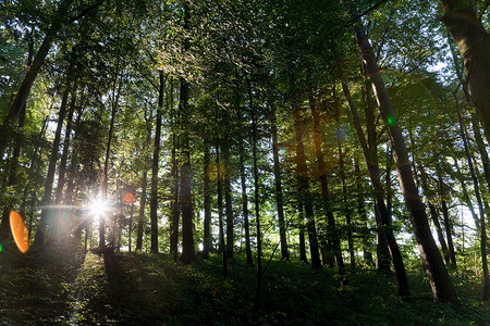 森林背景梦幻背景摄影照片_阳光透过森林中的树木