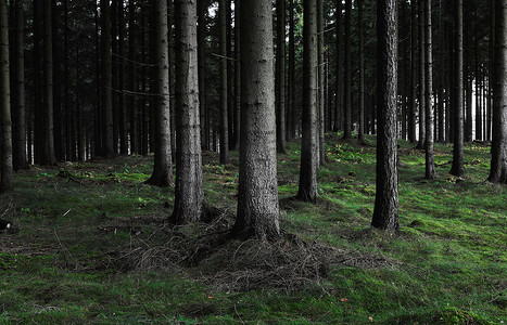 森林里光秃秃的树