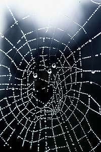 下着雨摄影照片_蜘蛛网上的水滴