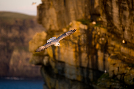 海鸥在悬崖边飞翔