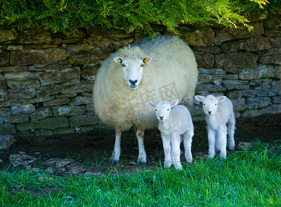 儿童题材摄影照片_绵羊和两只羔羊在石墙旁躲避的肖像