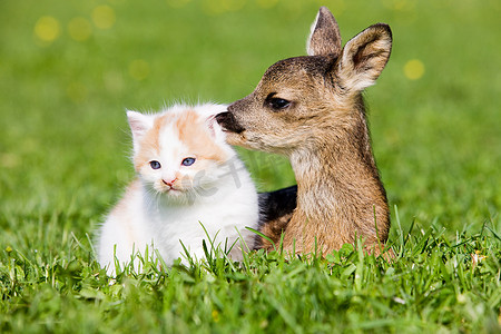 小鹿和小猫坐在草地上