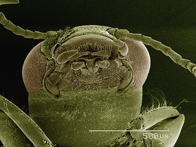 小甲科昆虫头部的彩色扫描电子显微镜