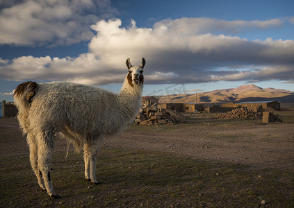 美洲骆驼肖像南美洲南部阿尔蒂普兰诺的阿洛塔别墅玻利维亚
