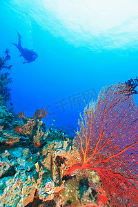 潜水员在珊瑚礁游泳