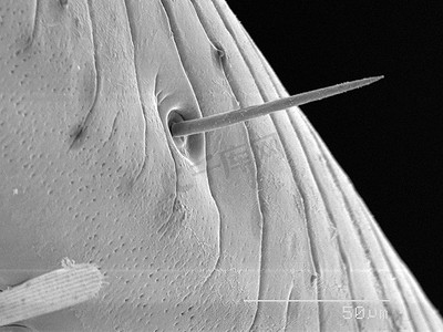 扫描电子显微镜摄影照片_天牛鼻蛾扫描电子显微镜