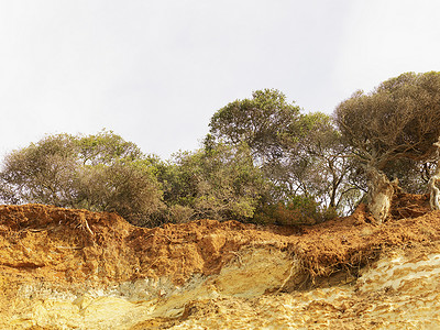 澳大利亚盎格尔西亚角亚的斯亚贝巴国家公园被侵蚀的悬崖和树木
