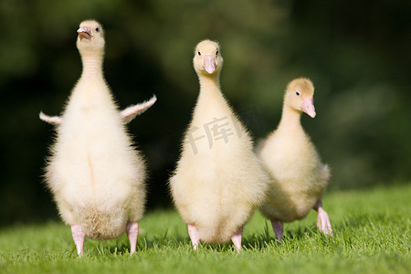 三只小鹅在草地上行走