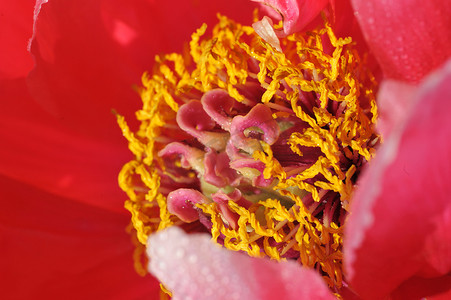 黄色雄蕊粉色花瓣的微距摄影