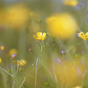 花朵摆动摄影照片_黄色花朵的特写