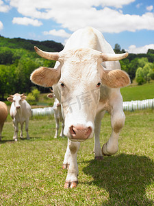 奶牛在田野里冲锋