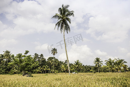 高大棕榈树的田野景观乌布印度尼西亚巴厘岛