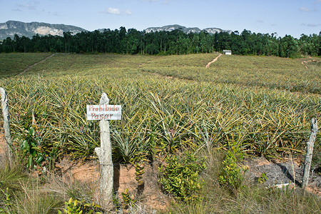 玉米标志摄影照片_农田边缘的警告标志