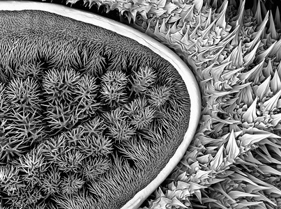 诡异的纹理摄影照片_大型毛毛虫扫描电子显微镜下的镀金和成像