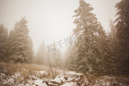 薄雾中的白雪覆盖的森林俄罗斯斯维尔德洛夫斯克萨尔西村