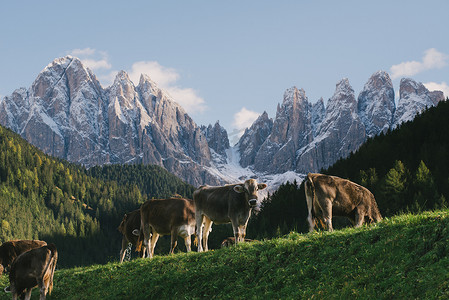 奶牛放牧圣马达莱纳富内斯山谷白云岩阿尔卑斯山意大利