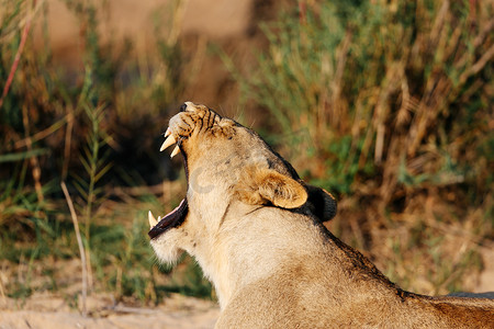 南非萨比沙野生动物保护区的母狮打哈欠