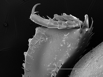 姬蜂科甲虫腿扫描电子显微镜