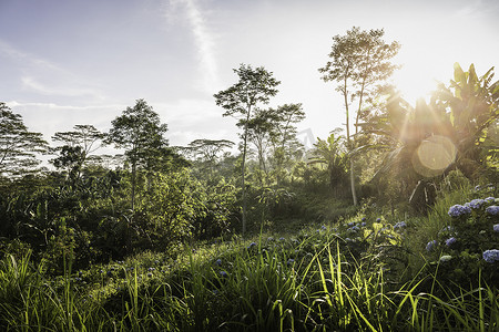 阳光普照的绿色风景和树木印度尼西亚