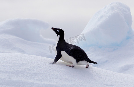 阿德利企鹅在南冰洋的浮冰上南极洲东部以北180英里处