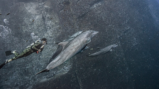 美目摄影照片_水肺潜水员与宽吻海豚一起游泳