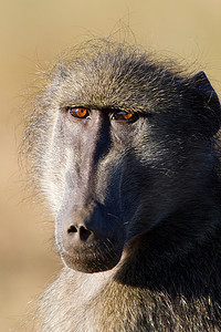 非洲克鲁格国家公园的查克马狒狒肖像
