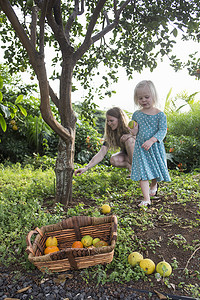 年轻女子和蹒跚学步的女儿在花园里收获新鲜橙子