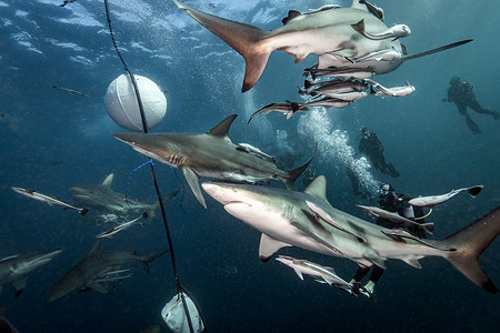 南非阿里瓦尔浅滩海洋黑鳍鲨在海洋表面附近盘旋诱饵