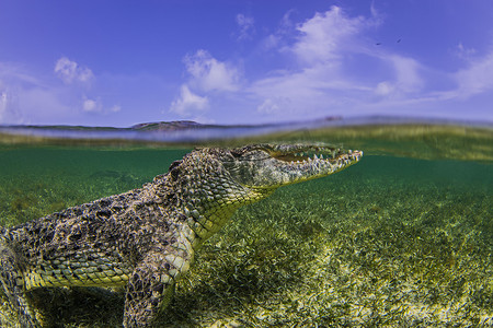 水面摄影照片_墨西哥钦克罗班克斯水下观看鳄鱼的海面