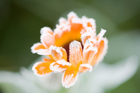 一朵橙花上的霜