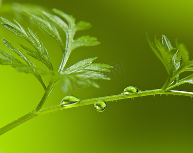 水滴符号摄影照片_绿叶茎上水滴的特写