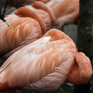 粉红色火烈鸟的特写镜头它的头蜷缩在肩上