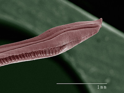 家栖蟋蟀产卵器的彩色扫描电子显微镜
