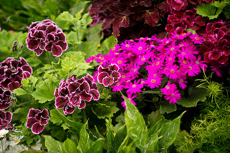 紫色灯光摄影照片_紫色和粉红色的花