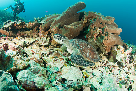 珊瑚礁上的乌龟